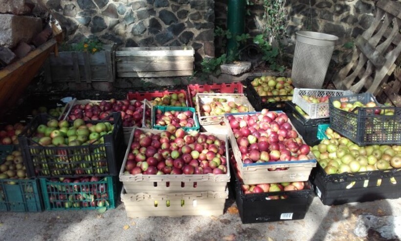 Harvested apples waiting to be distributed