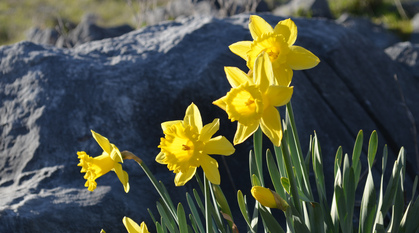 Daffodils in front of a stone