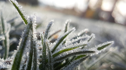 frost-covered plants 