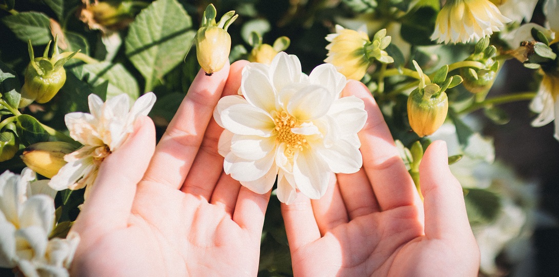A photograph of two hands holding a delicate flower