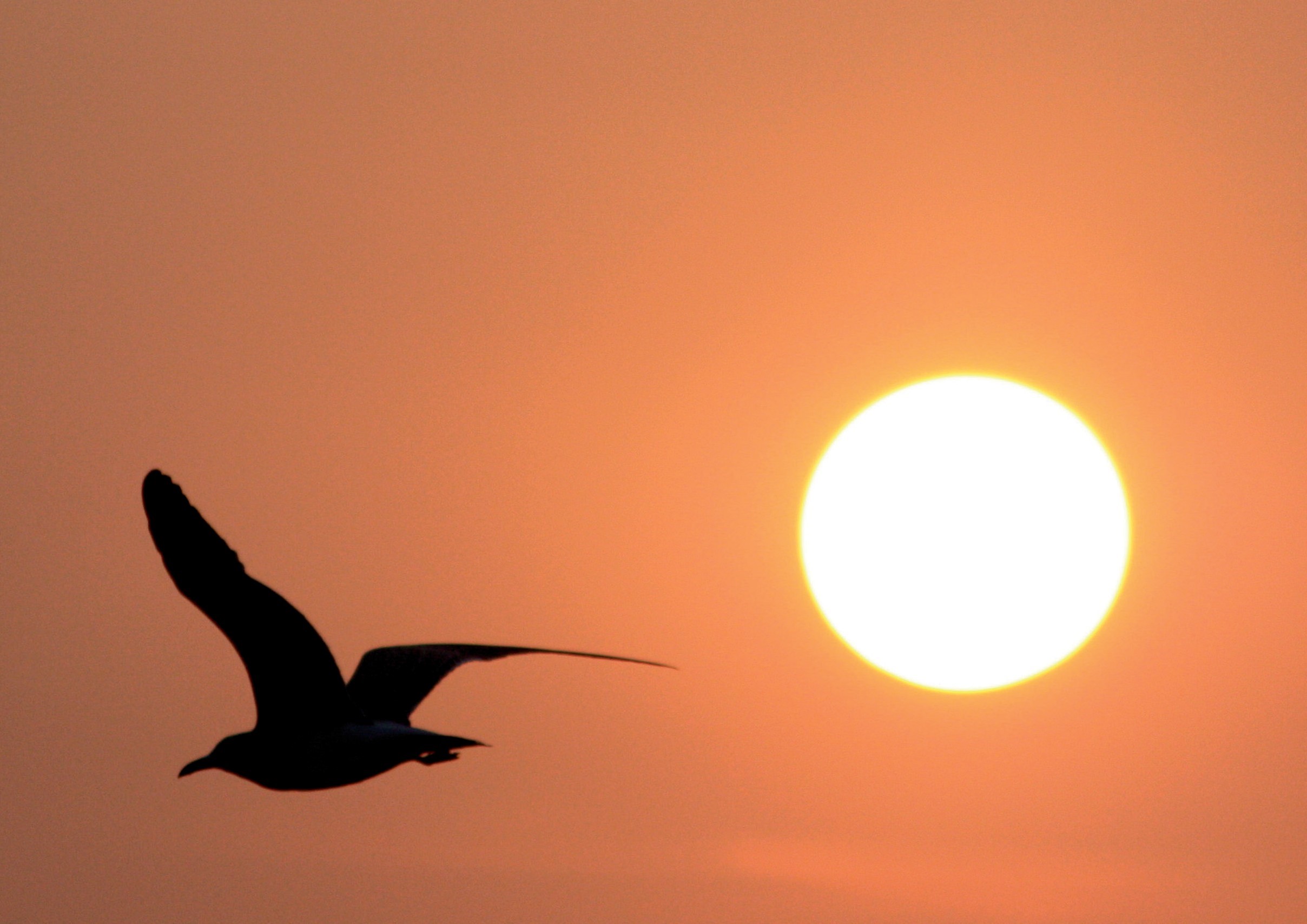 bird flying in sunset sky