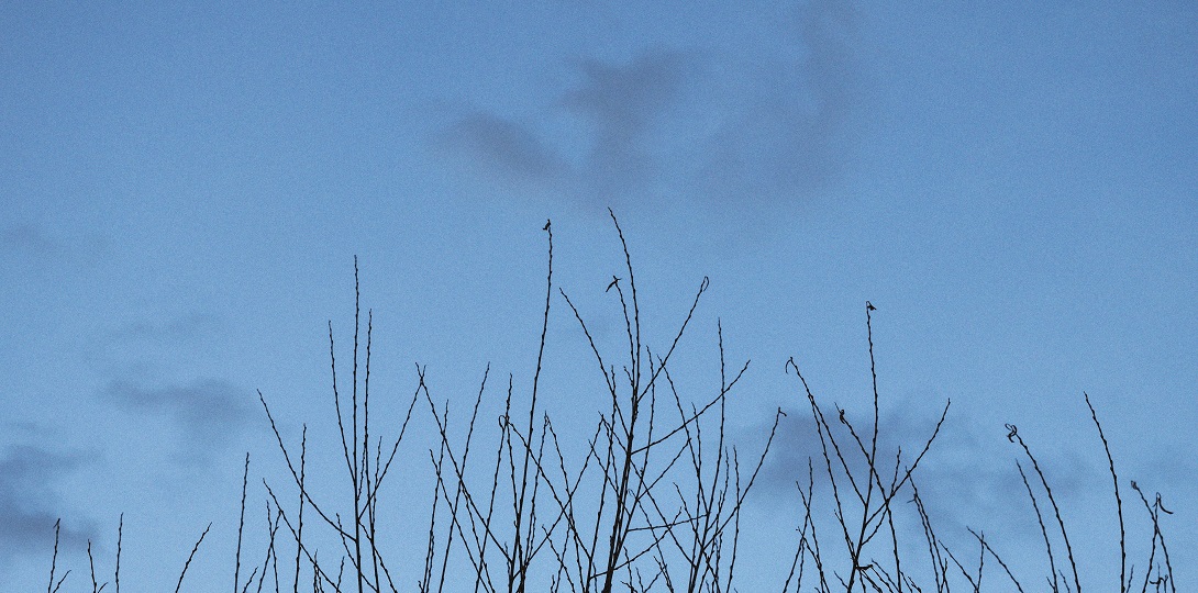 A dark blue sky with tree branches reaching upwards