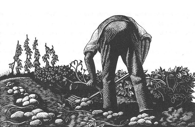 Wood engraving of man digging potatoes