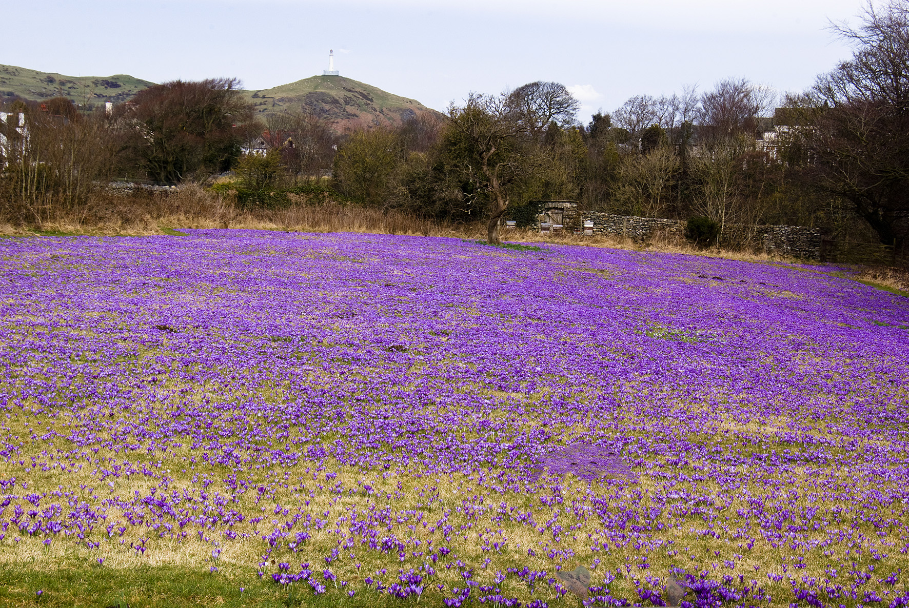 picture shows a field of purple crocus