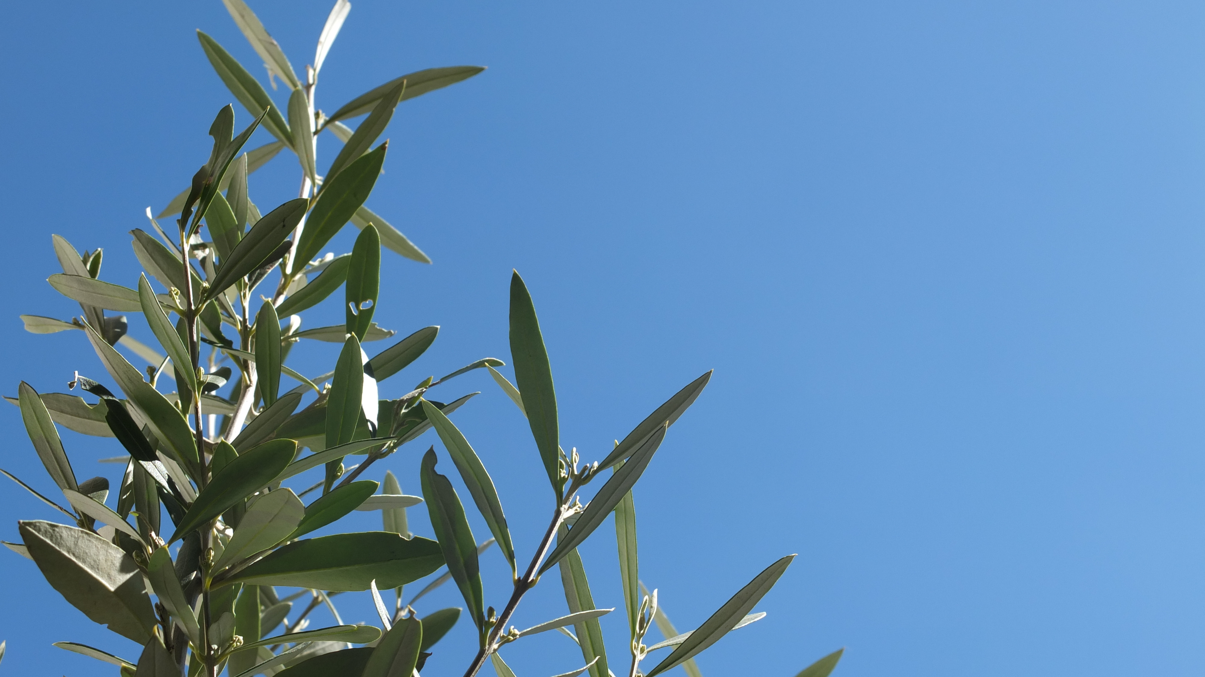 clear blue skies over a new olive tree 
