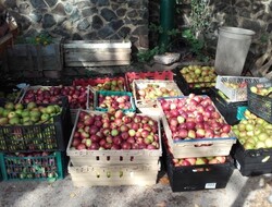 Harvested apples waiting to be distributed