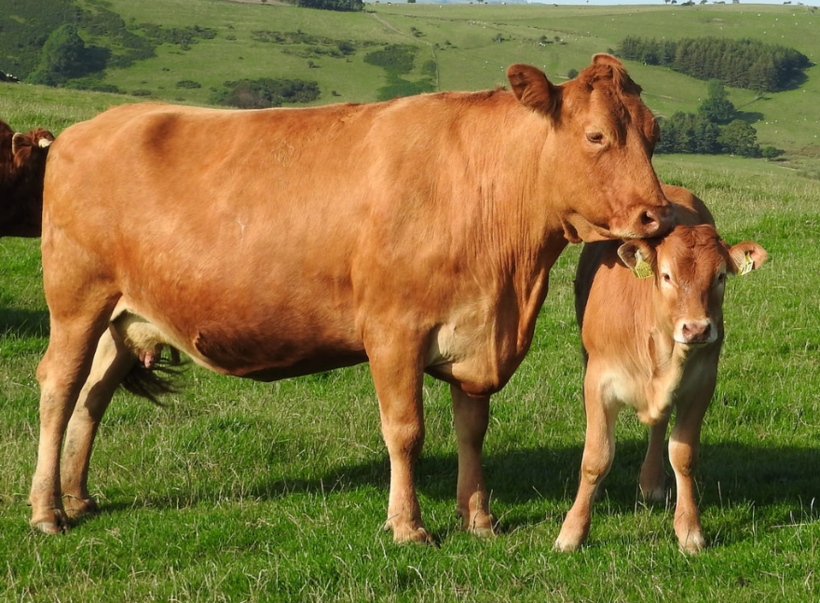 should-we-eat-less-animal-produce-quakers-in-britain