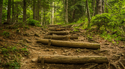 logs creating steps on a forest trail