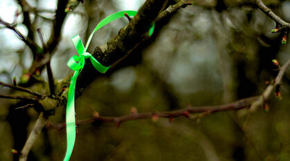 bright green ribbon tied round a tree coming into bud