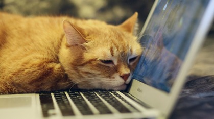 ginger cat sleepily resting on the side of a laptop while the screen is in use