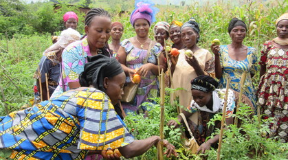 Women harvesting tomatoes