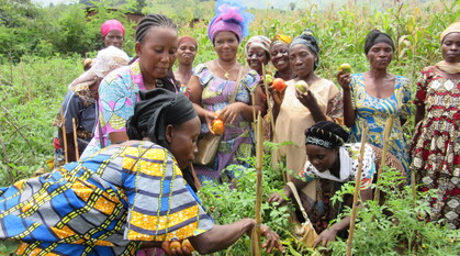 Women harvesting tomatoes