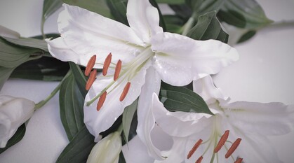 close up of white lilies with grey shadows round the edges