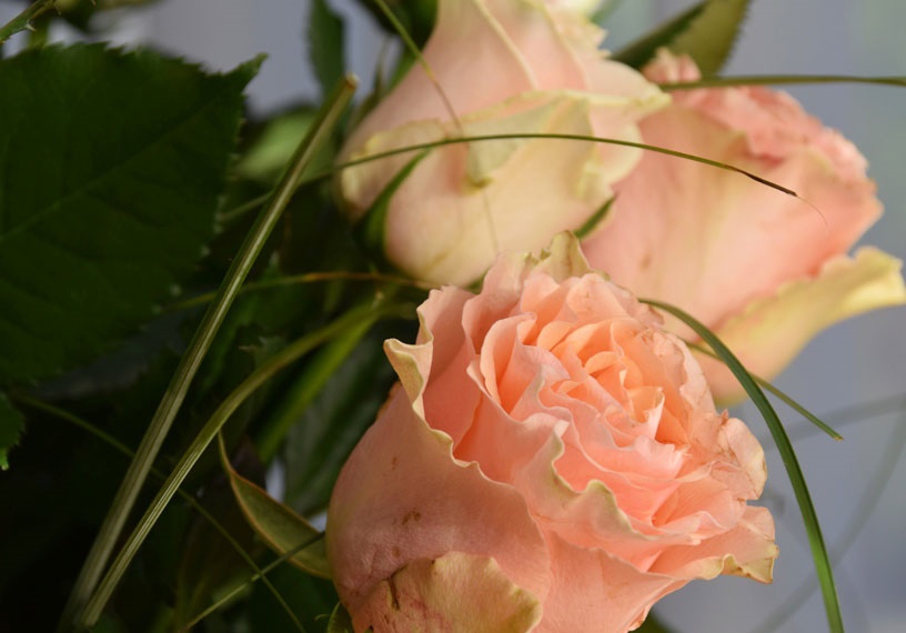 pink roses for wedding bouquet