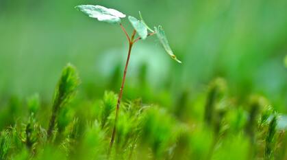 A plant growing in a field. 