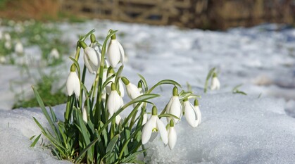 Snowdrops in thawing snow