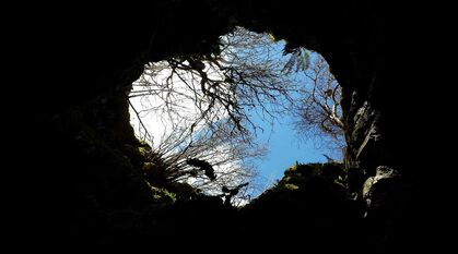 looking out from a cave up to the blue sky above. trees and ferns overhang the edge of the cave