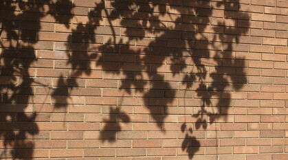 shadow of tree branches and leaves on a red brick wall