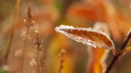 A frosty brown leaf on a bright sunny day