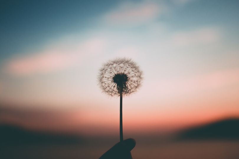 dandelion sunset