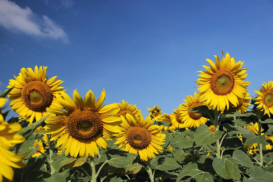 a field of sunflowers underneath a blue sky