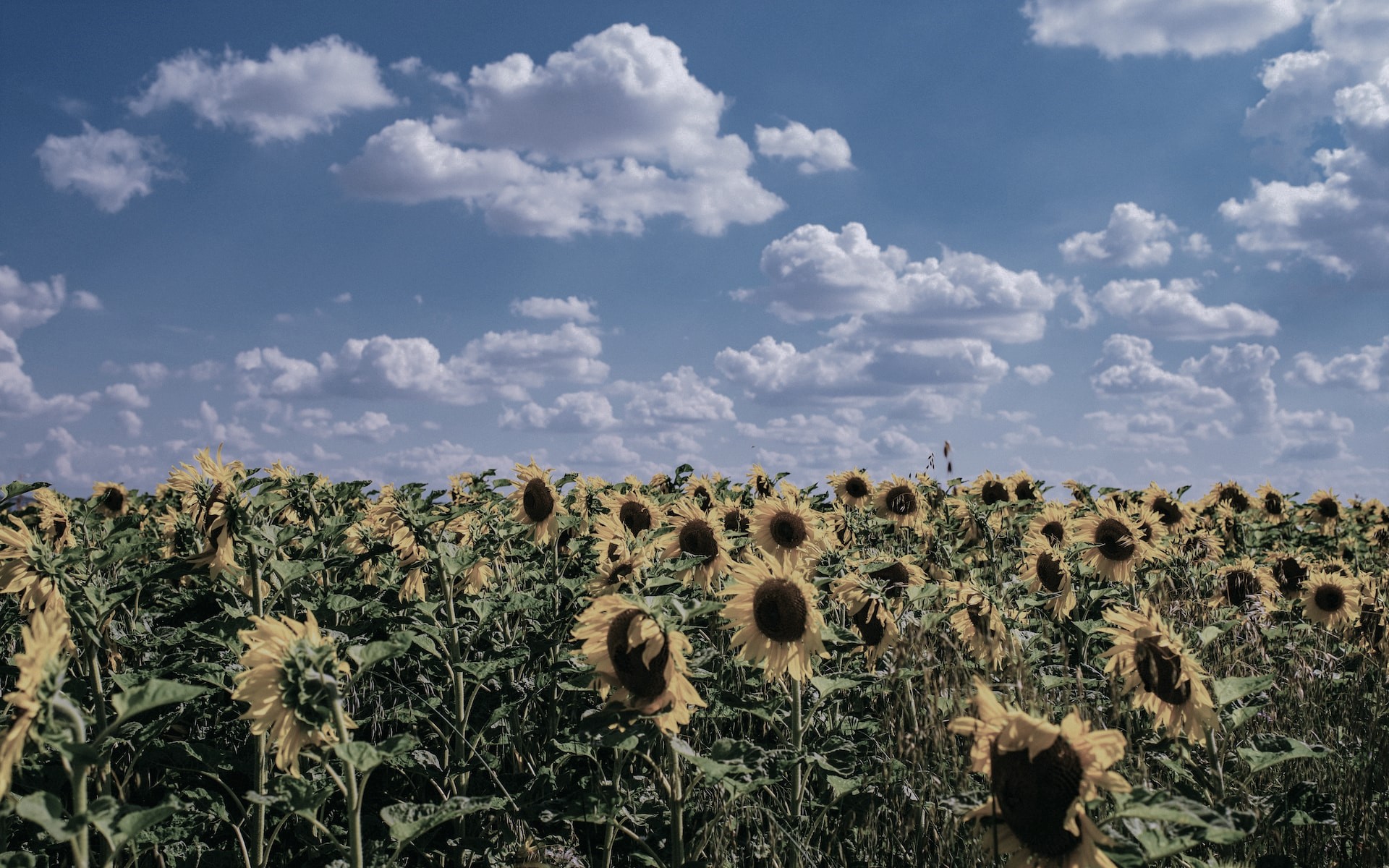 A darkened image of a field of yellow sunflowers under a blue sky