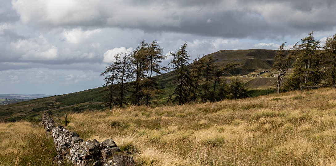 A photograph of heathland