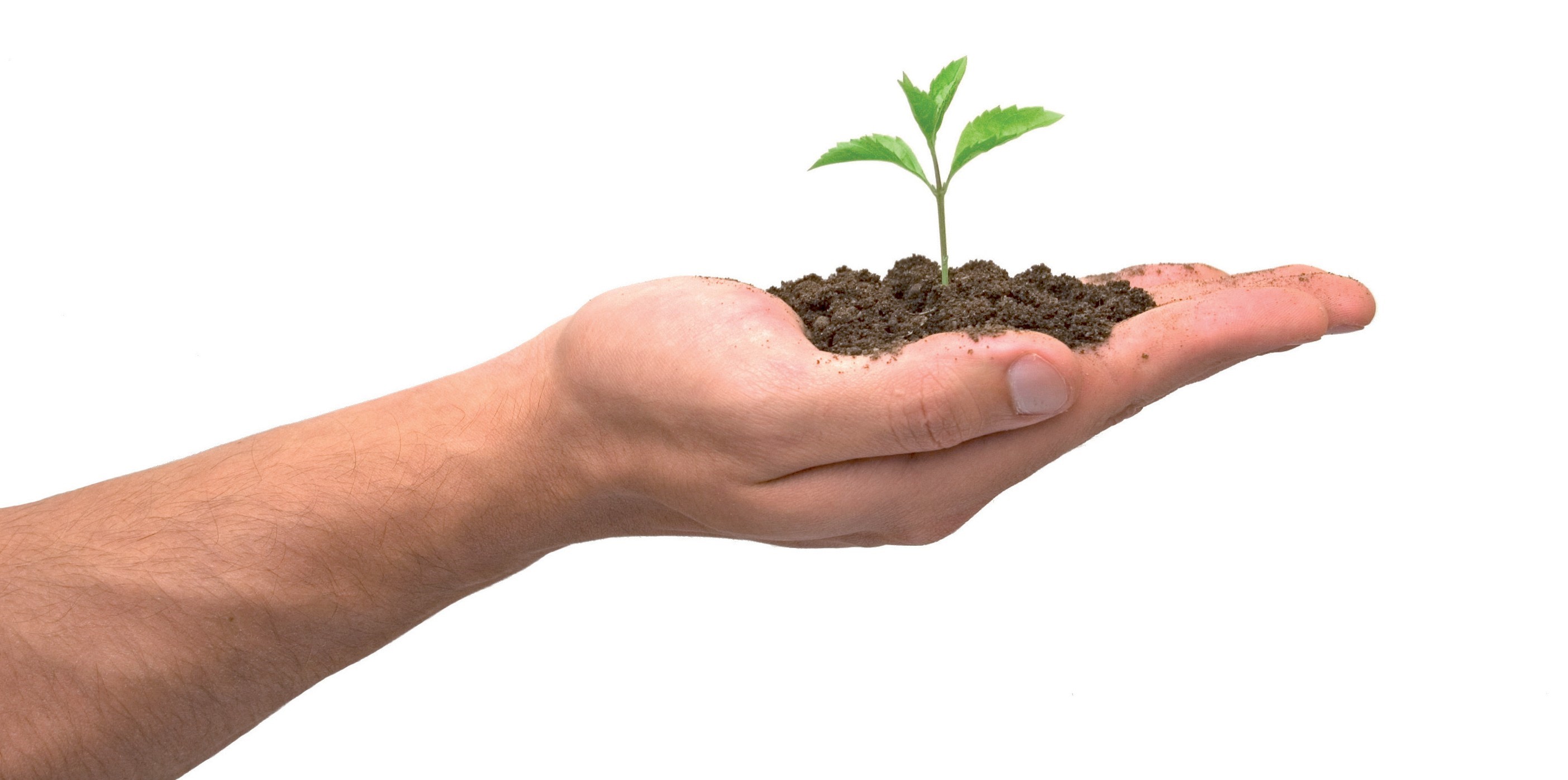 outstretched hand holding a seedling