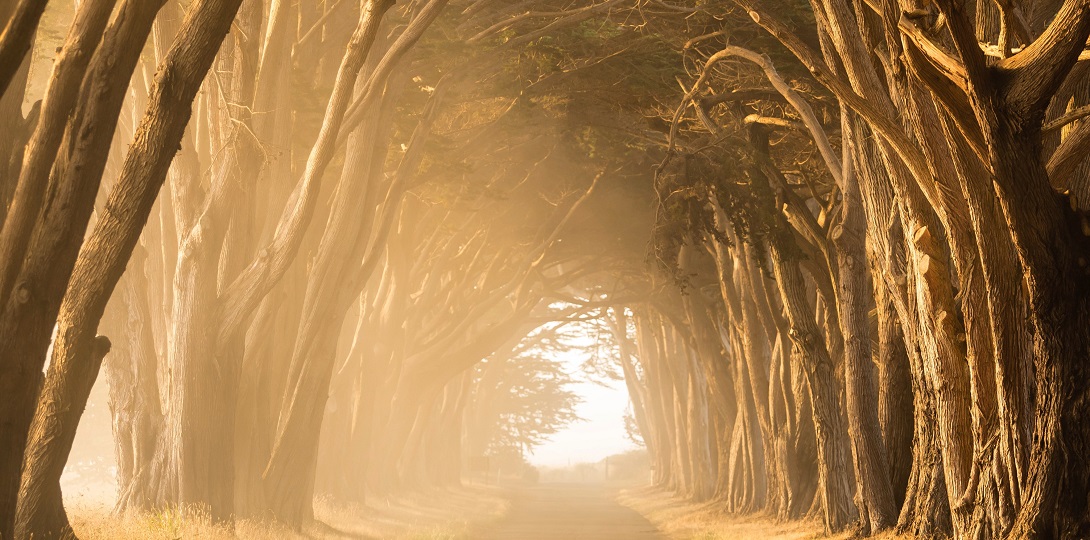 A footpath through an avenue of trees