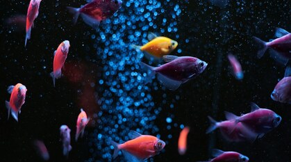 Brightly coloured fish swimming in a tank