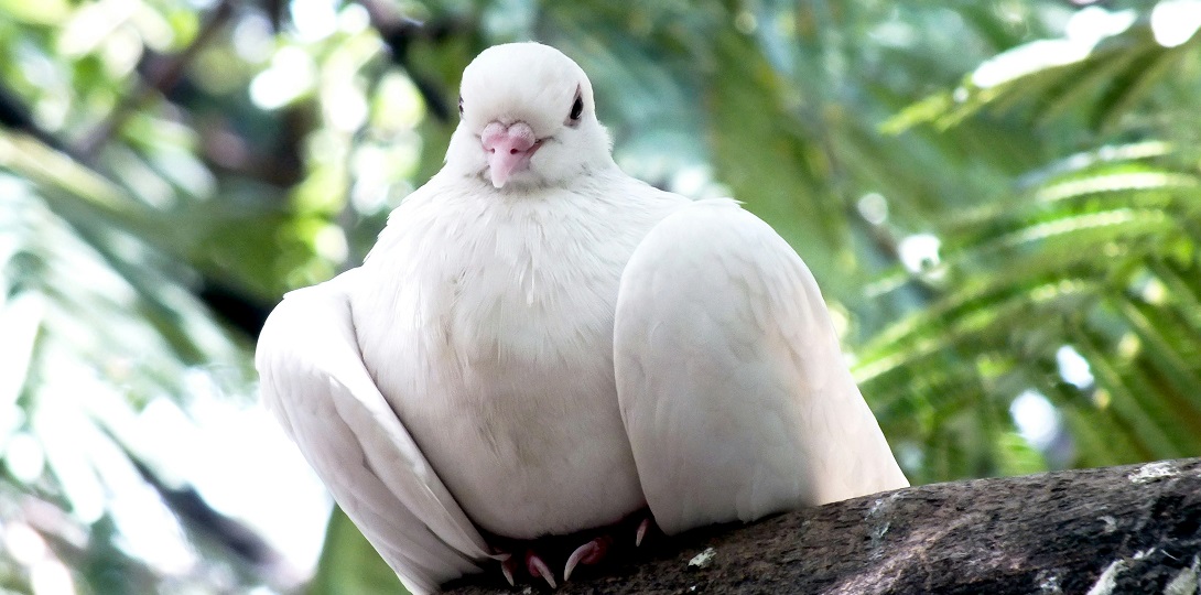 A large white dove sitting in a tree