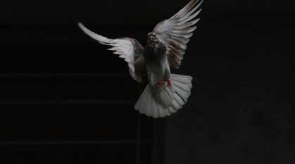 Against a black background, a brown and white pigeon flies towards the camers