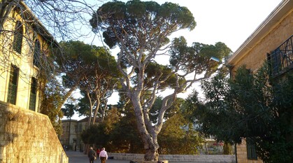 A tree grows in the courtyard of Brummana High School