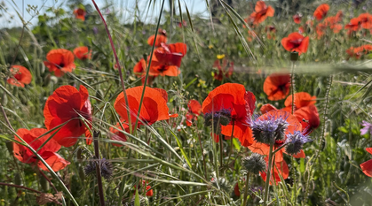 Close up of poppies and thistles in a field of wildflowers