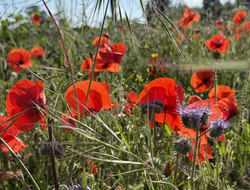 Tending the fields: reparation reflections