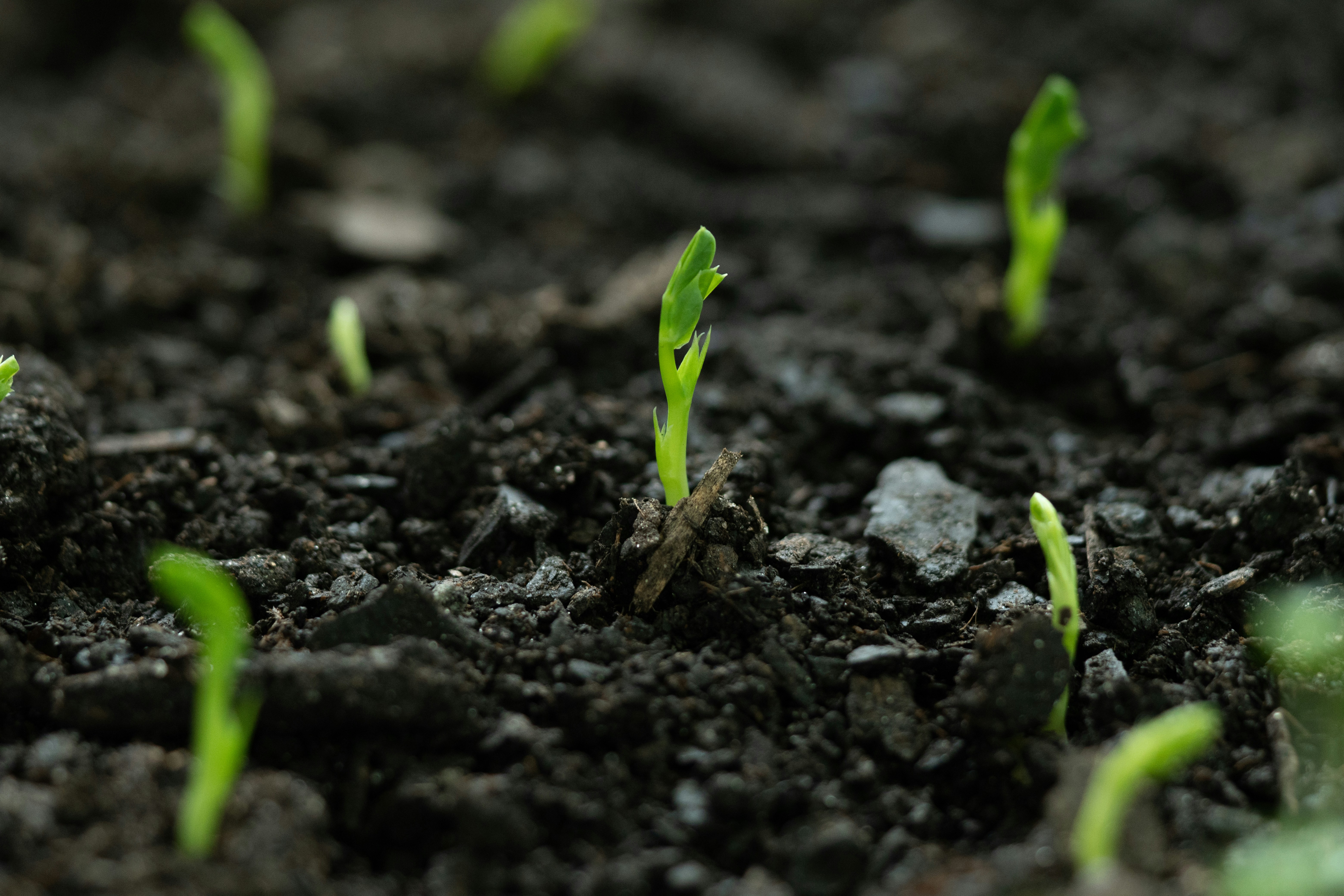 A close up of small green plants growing from ashes. 