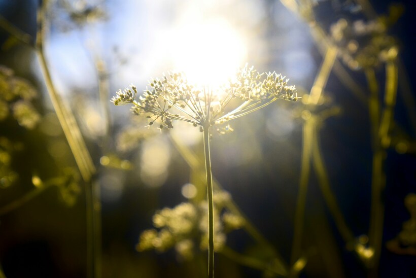 What matters is to identify the Spirit moving in our lives. Photo: <a href="https://unsplash.com/@gruu?utm_source=unsplash&utm_medium=referral&utm_content=creditCopyText">Anna Gru</a> on <a href="https://unsplash.com/photos/white-flower-in-tilt-shift-lens-6rOG-4KFbQQ?utm_source=unsplash&utm_medium=referral&utm_content=creditCopyText">Unsplash</a>.